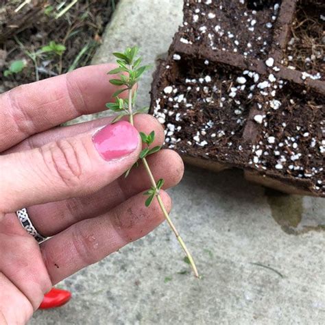 Creeping Thyme Seeds: A Sustainable and Eco-Friendly Landscaping Solution